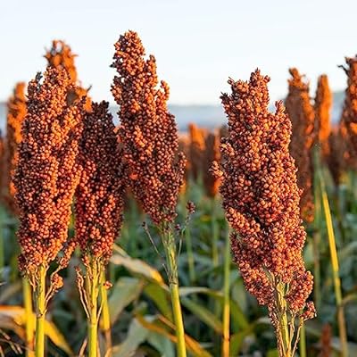 Red Sorghum Grains