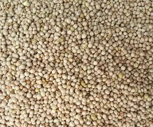 White Sorghum Grains