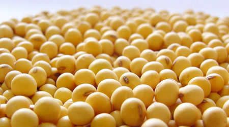 Soya Beans Grains