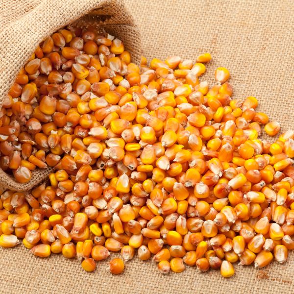 Maize Seeds